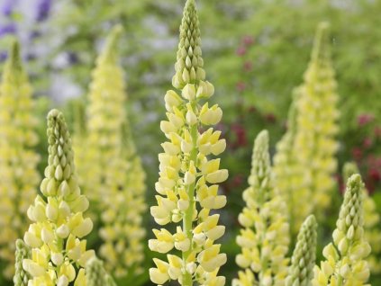 Lupina Lupinova 'Lenora' - Lupinus Lupinova 'Lenora'