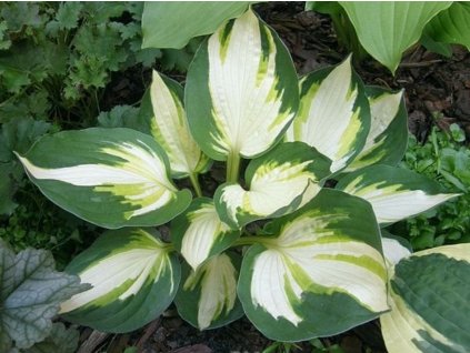 Bohyška 'Color Festival' - Hosta 'Color Festival'