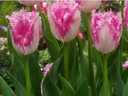 Tulipán 'Huis ten Bosch'