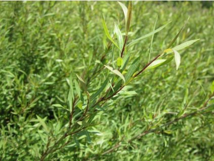 Vrba purpurová 'Nana'