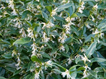 Masoplodka nízká 'Humilis'