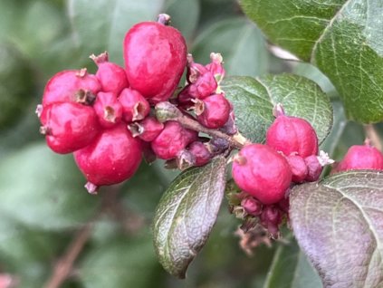 Pámelník Doorenbosův 'Magical Winterberry'®
