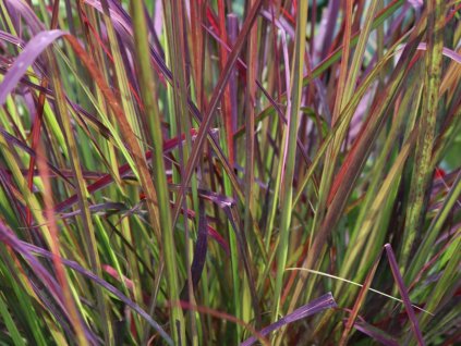 Vousatice 'Red October' - Andropogon gerardii 'Red October'