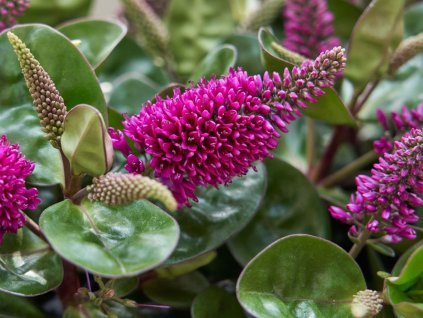 Hebe 'HebeDonna Alina'