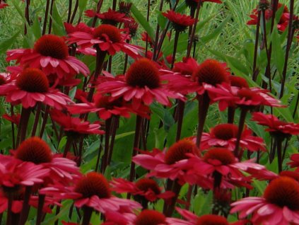 Třapatka 'Sunseekers Carmine Red' - Echinacea 'Sunseekers Carmine Red'