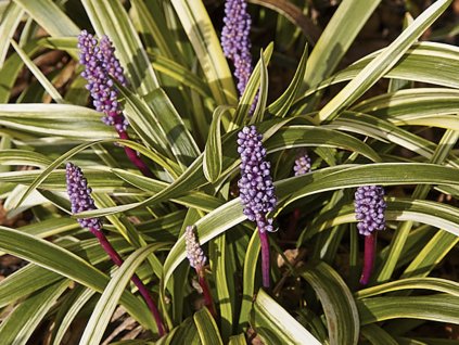 Liriope 'Gold Banded' - Liriope muscari 'Gold Banded'