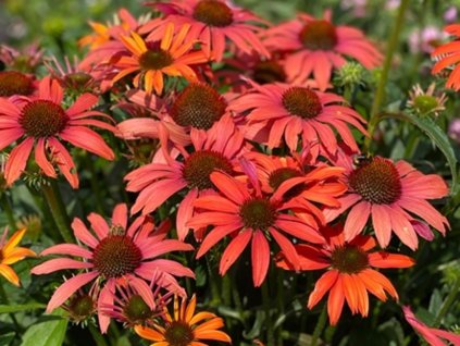 Třapatka 'Sunseekers Coral' - Echinacea 'Sunseekers Coral'