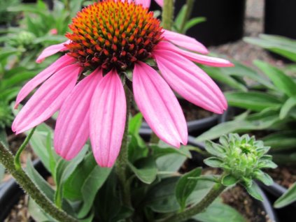 Třapatka 'Sunseekers Pink' - Echinacea 'Sunseekers Pink'