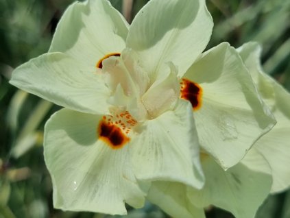 Kosatec dvoubarvý ‘Milky Way’ - Dietes bicolor 'Milky Way'
