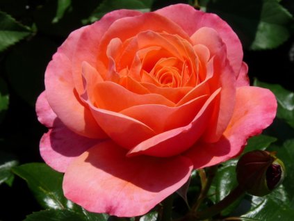 Růže 'Coral Lions-Rose' (Balení speciální balení)
