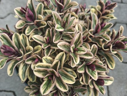 Hebe addenda 'Vinoa Variegata'