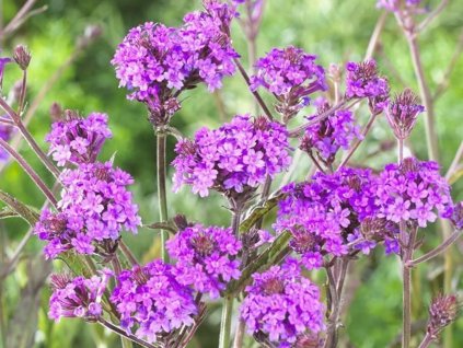 Sporýš tuhý - Verbena rigida