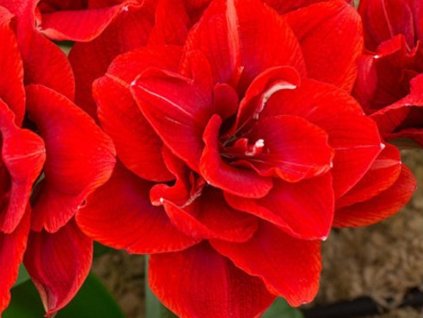 Amarylis 'Cherry Nymph' - Hippeastrum 'Cherry Nymph'