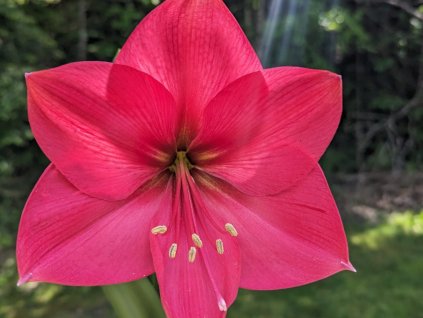 Amarylis 'Pink' - Hippeastrum 'Pink'