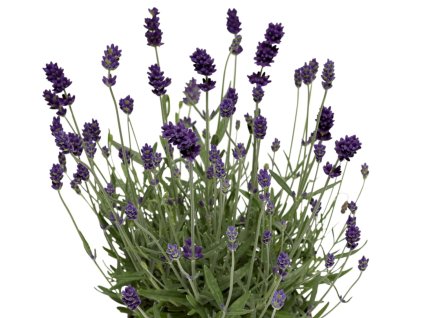 Levandule úzkolistá  'Vintro Blue' - Lavandula angustifolia 'Vintro Blue'