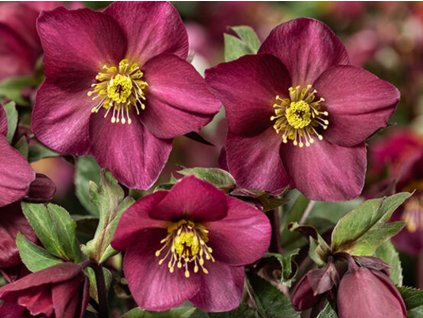 Čemeřice 'HGC® Ice n' Roses Red Romance' - Helleborus 'HGC® Ice n' Roses Roses Red Romance'