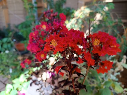 Lagerstroémie 'Crimson Red'  Lagerstroemia indica 'Crimson Red'