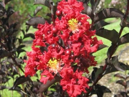 crimson red