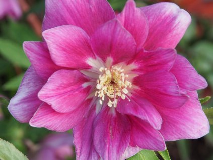 Čemeřice 'Quintessa Berry' - Helleborus 'Quintessa Berry'
