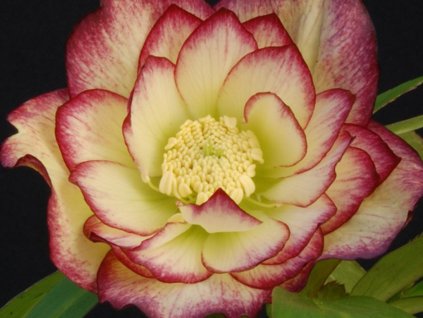 Čemeřice 'Quintessa Honey' - Helleborus 'Quintessa Honey'