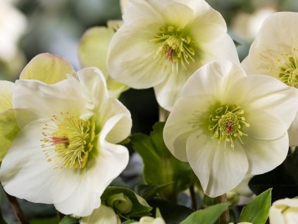 Čemeřice 'HGC® Ice Breaker Lemony' - Helleborus 'HGC® Ice Breaker Lemony'