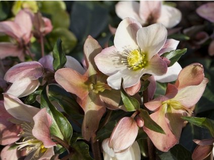 Čemeřice 'HGC® Malory' - Helleborus 'HGC® Malory'