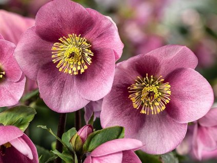 Čemeřice 'HGC® Winter Ballet Kacy' - Helleborus 'HGC® Winter Ballet Kacy'