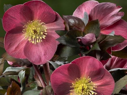 Čemeřice 'HGC® Ice n' Roses Corvina' - Helleborus 'HGC® Ice n' Roses Roses Corvina