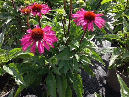 Třapatka 'SunSeekers Hot Pink'- Echinacea 'SunSeekers Hot Pink'