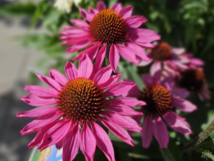 Echinacea Flirty