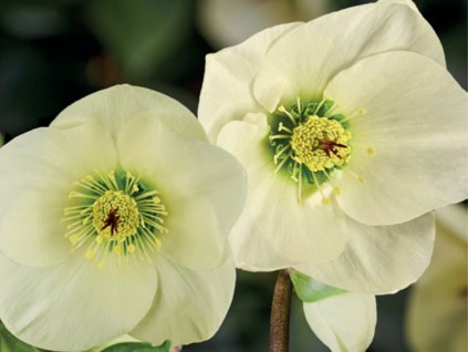 Čemeřice 'HGC Winter Ballet Linda' - Helleborus 'HGC Winter Ballet Linda'