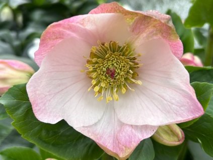 Čemeřice 'HGC Winter Ballet Lola' - Helleborus 'HGC Winter Ballet Lola'