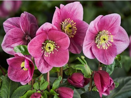 Čemeřice 'HGC Winter Ballet Lulu' - Helleborus 'HGC Winter Ballet Lulu'