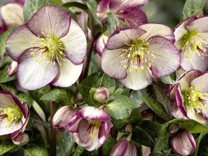 Čemeřice 'HGC® Ice n' Roses Mary Marble' - Helleborus 'HGC® Ice n' Roses Mary Marble'