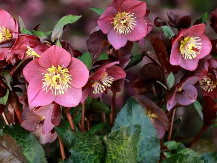 Čemeřice 'HGC® Ice n' Roses Megan Marble' - Helleborus 'HGC® Ice n' Roses Megan Marble'
