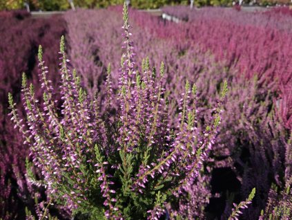 Calluna vulgaris Pink Asli (3)