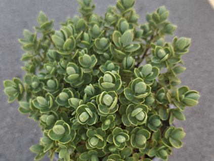 Hebe pinquifolia