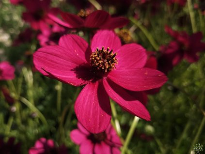 Cosmos Cherry Chocolate (1)