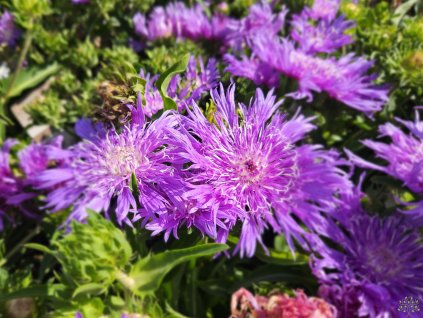 Stokesie 'Purple Parasols' - Stokesia laevis 'Purple Parasols'