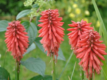 Mnohokvět 'Poco Red' - Kniphofia 'Poco Red'