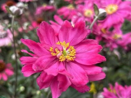 Sasanka hupejská 'Little Breeze Kiss' - Anemone hupehensis 'Little Breeze Kiss'