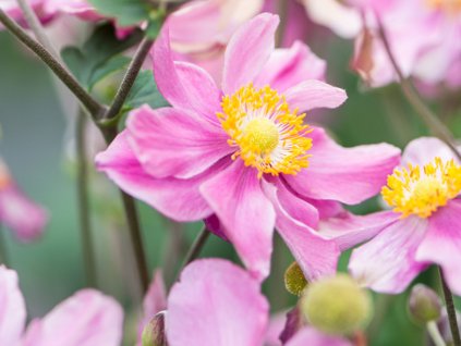 Sasanka hupejská 'Little Breeze Pink' - Anemone hupehensis 'Little Breeze Pink'