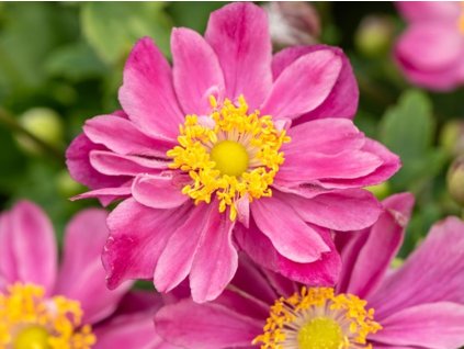 Sasanka hupejská 'Little Breeze Sweet' - Anemone hupehensis 'Little Breeze Sweet'