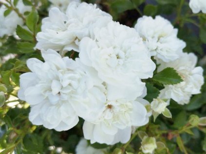 Růže 'White Fairy'