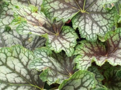 Dlužicha 'Beauty color' - Heuchera 'Beauty color'