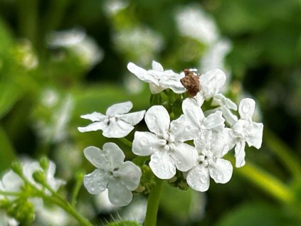 Pomněnkovec velkolistý 'Betty Bowring' - Brunnera macrophylla 'Betty Bowring'