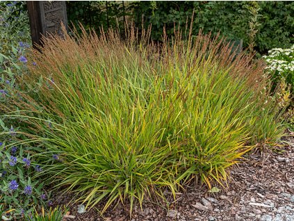 Třtina ostrokvětá  'Cheju-Do' - Calamagrostis acutiflora 'Cheju-Do'
