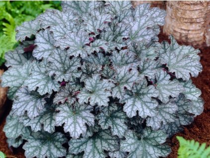 Dlužicha 'Neptune' - Heuchera 'Neptune'