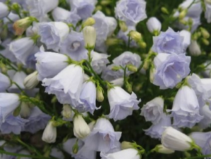 Zvonek lžičkolistý 'Elizabeth Oliver' - Campanula cochleariifolia 'Elizabeth Oliver'