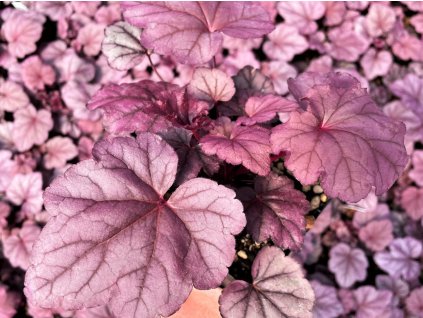 Dlužicha 'Pink Panther' - Heuchera 'Pink Panther'